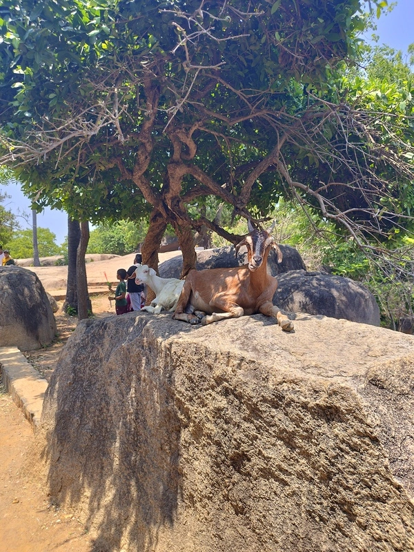 Resting goats