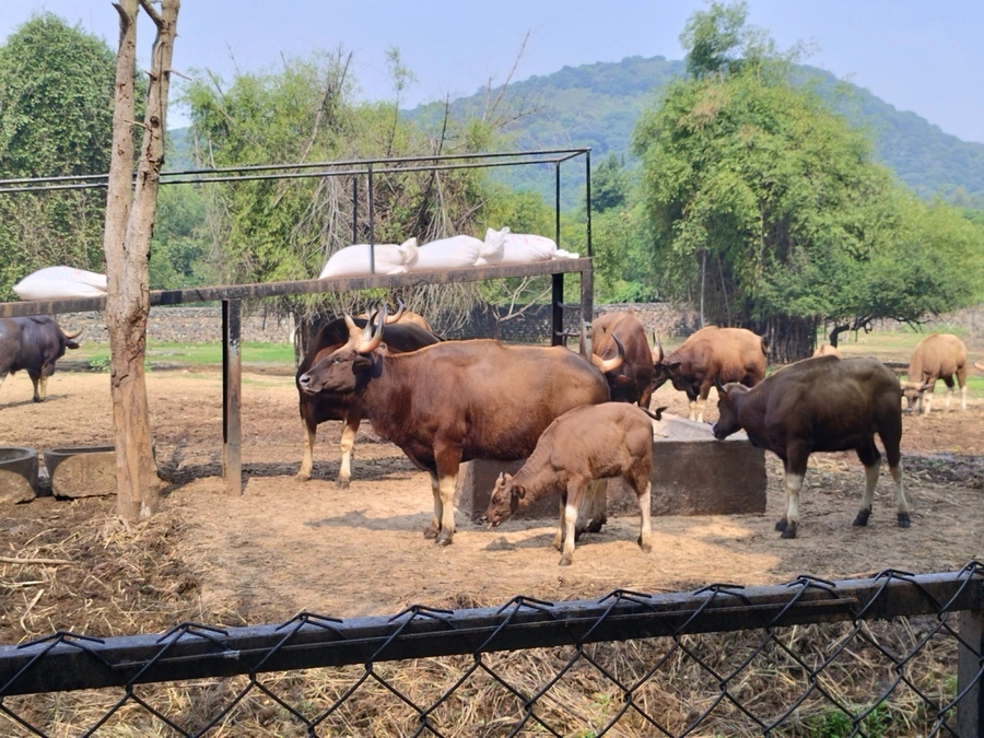Indian Gaur at vandalur zoo