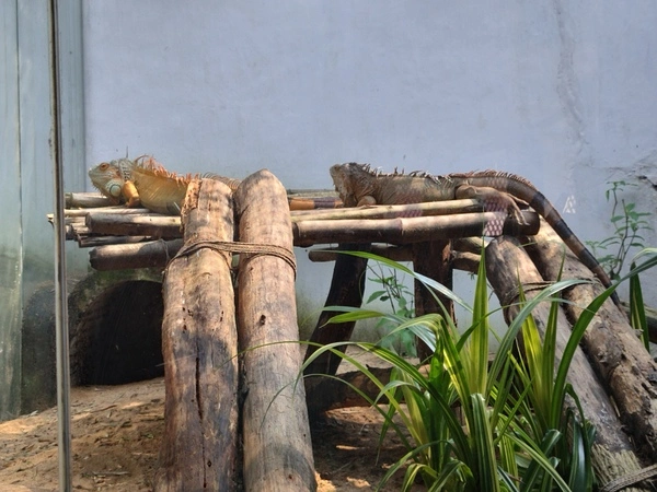 Green Iguana at vandalur zoo
